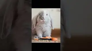 Rabbit Eating Food