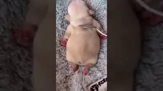Chubby puppy 😂😂 #chubby #puppy
