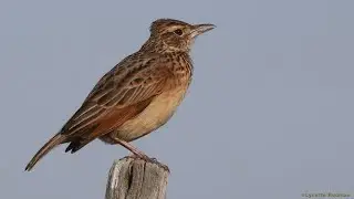 Two Rufous-naped Larks singing unusual songs and one mimicking