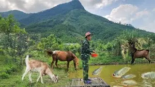 Life in the forest - joy from gardens and pets, cooking subsistence food