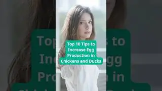 Top 10 Tips to Increase Egg Production in Chickens and Ducks