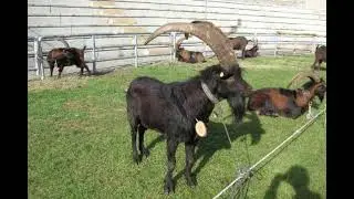 Valdostana Goat | History, Facts & Characteristics