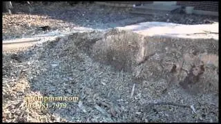Tree Stump Removal Silver Maple & Root Damage to Sewer Line & Concrete