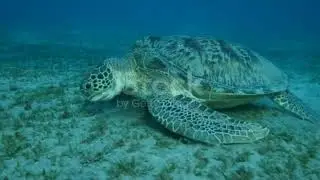 BI304-Sea grass beds ( Group project)