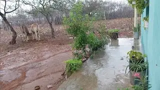 Mais chuva no nosso sertão pernambucano nessa tarde de sexta-feira