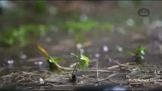 Rhythmic Downpour Rain Ambience for Sleep, Relaxation & Study  8 Hours