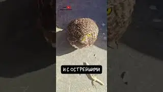 Совы. Ночные Легенды 🦉