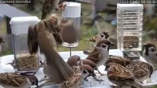 栓を抜いたよ。ツルツルトレーでお食事スズメ。20240203 082910
