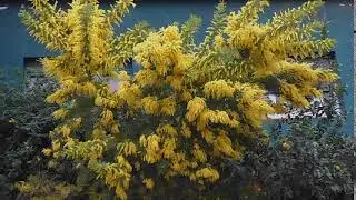 Acacia dealbata