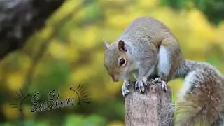 Lovely sweet ,Beautiful cute forest squirrel , Eichh&ouml;rnchen ,Cute Squirrel Doing Funny Moments