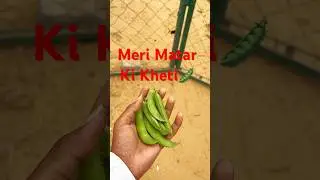 &ldquo;Vlog 19 | Meri matar ki kheti🫛&rdquo; #viral #minivlog #viralvideo #khetibadi #shortvideo #trending