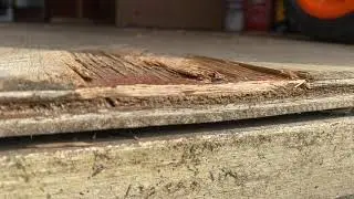 Shed Full of Stinky Ants