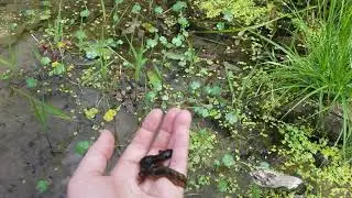 Central Newt release