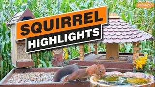 Squirrel Highlights Okt. 2021 - Recke, Germany