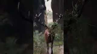 Funny antelope
