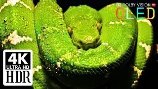 Discover the Hidden Wonders of Cinematic Nature in 4K HDR