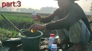 BAWANG MERAH UMUR 10HARI ,PENGOBATAN INSEKTISIDA,MEMBERANTAS ULAT SEJAK DINI