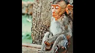 Monkey life