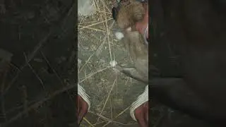 👍💯🙏🥹🐶 DOG beal #dog #baby #viral #viralshortsviral