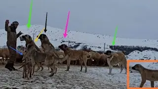 معاناة رعاة الغنم وسط الثلوج ـ كلاب الكانجال افضل حارس للقطيع