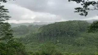 Soundscape: Hawaiian Rainforest at Night -- 1 hour