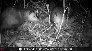 Double Opossums 1/5/26