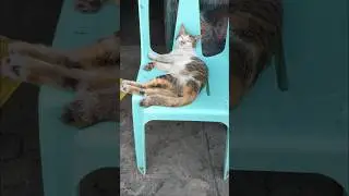 The boss of this chair #cat #cats #catvideos #cutecat #catshorts #catlovers