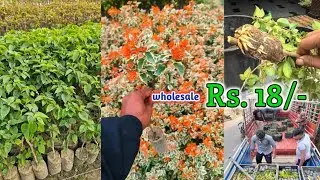 500+ Thai Varieties|| Bougainvillea Flower Plant Supplier All India || Wholesale Nursery Kolkata