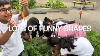 The Great Y2 Carrot Harvest