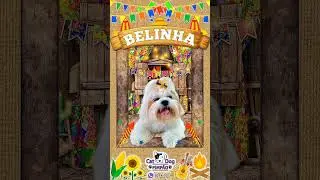 🎉 Dia de Festa na Cat Dog Pimp&atilde;o - PetShop Banho e Tosa Barueri