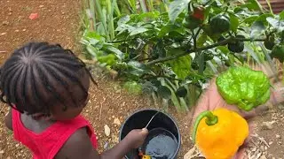 Wow!! 😳 Alot of pepper on my tree now, should I sell some 🙆‍♀️🤔