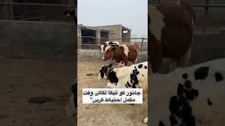 What Precautions Should Be Taken While Giving Injections to Animals? #animalcare #cowfarm #cowcare