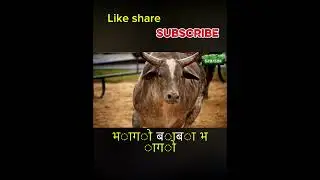 Bull vs man kaun jitega comment karo
