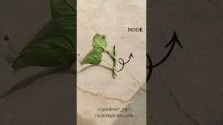 Where to Cut Pothos for Propagation 🌱 (Node Explained) #mypotsgarden #moneyplant #pothosplant