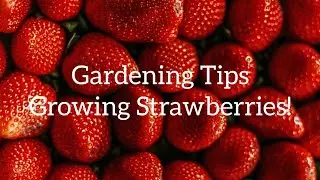 Catfacing and Strawberries