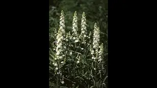 Garden Answer: Melanthium Virginicum