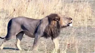 A rare warm hearted man among the lion kings, with a heartbreaking ending