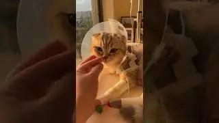 #ScottishFold#ScottishFoldCat #CuteCats#CatVideos#FunnyCats #CatsOfYouTube#Cats#catlovers