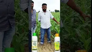 //Iffco Nano Urea Plus, Nano DAP Result on Maize Crop Farmer Feedback//. #iffcobazar #agriculture