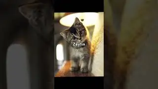 En g&uuml;zel kesi isimleri#keşfet#kedi