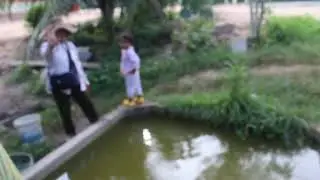 Baby fish put in the pool of our farm​ for sale