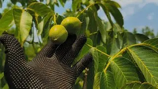 Ovata walnut – what you and your customers will love about this variety. IUN-25.