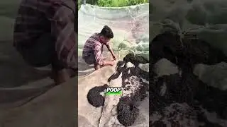 Bat poop sold for millions of dollars #shortsvideo