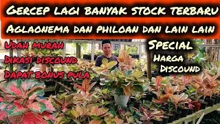 GERCEP LAGI BANYAK STOCK TERBARU‼️AGLAONEMA DAN PHILOAN DAN LAIN LAIN