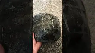 Just finished my first snapping turtle shell #fishing