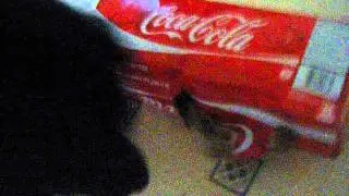 cat attacks me inside a coke box