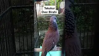 Burung Tekukur Si Limbad Over Birahi pengen cocok tanam #tekukur #derkukur #tekukurindonesia