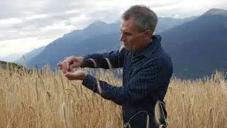 La segale ritrovata