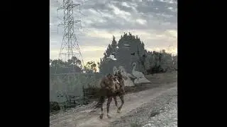 cool ride 