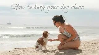 HOW TO CLEAN YOUR DOGS AFTER THE BEACH